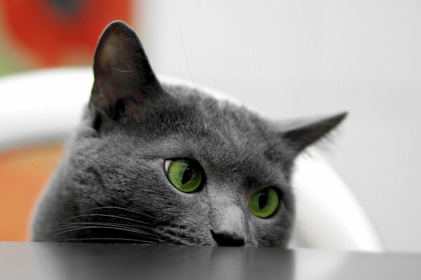 A cat with green eyes looks out from behind the table