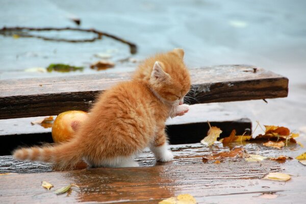 Chaton roux dans la rue. Petit chaton en automne