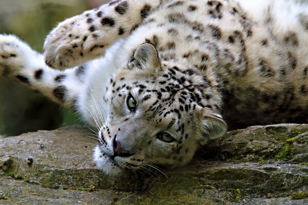 Resting snow leopard with cunning eyes