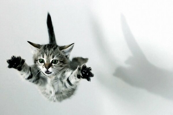 The kitten spread its paws in flight