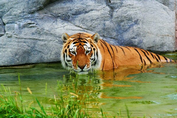 El tigre en el agua descansa, y estoy cerca de las piedras y la hierba