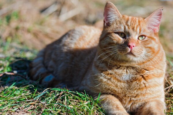 Gato rojo en verano en la naturaleza