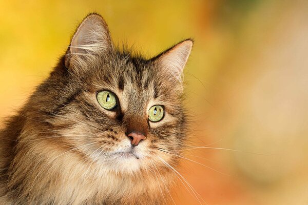 Chat moelleux avec de longues moustaches et des yeux verts