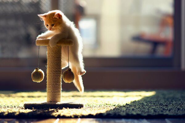 Pequeño gatito jugando en los rayos del sol