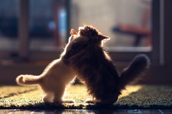 Dos pequeños gatitos jugando
