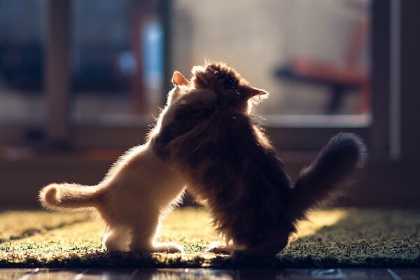 Deux petits chatons jouent