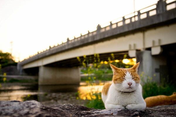 Gato blanco y rojo en el fondo del puente