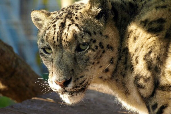 El hocico del leopardo de las Nieves