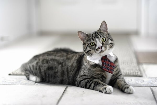 Eine gestreifte graue Katze mit Krawatte liegt auf dem Boden