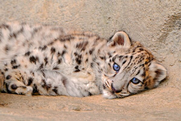 Wildkatze ist ein Schneeleopard (Irbis) mit blauen Augen