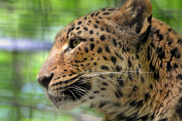 The profile of the muzzle of a spotted leopard