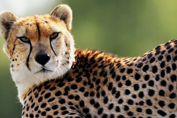 Guépard, le regard jaune d un prédateur