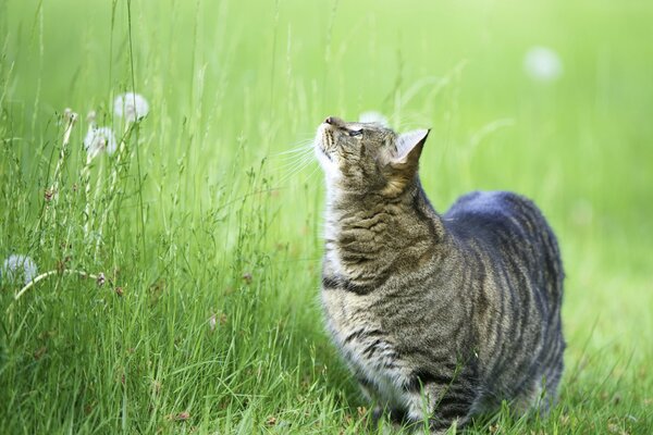 Eine Katze im Gras auf einem Spaziergang sucht nach einem Vogel