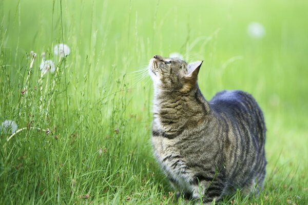 Un gatto nell erba su una passeggiata Cerca un uccellino