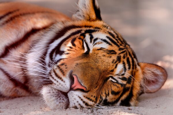 Tygrys śpi na białym piasku
