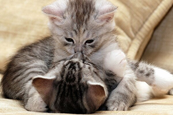 Deux chatons gris jouent