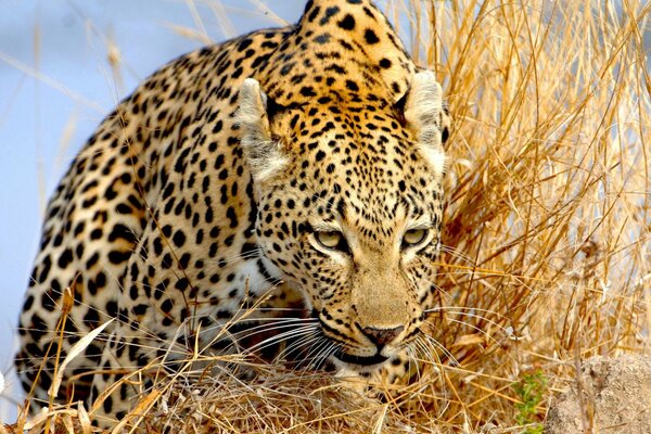 A leopard makes its way through the dry grass