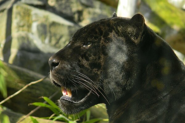 Schwarzer Panther Foto der Schnauze