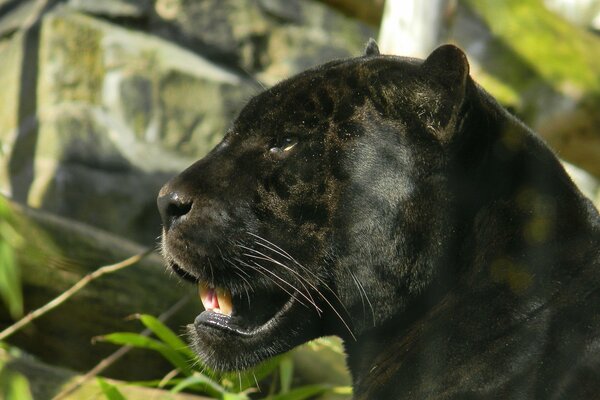 Foto de la Pantera negra hocico