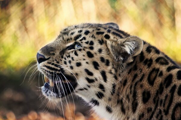 The muzzle of a focused leopard with long whiskers