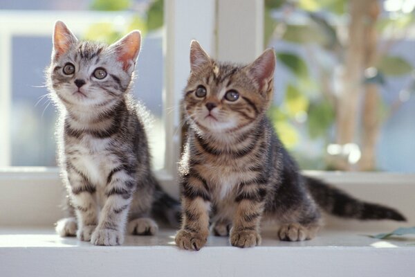 Two playful striped kittens