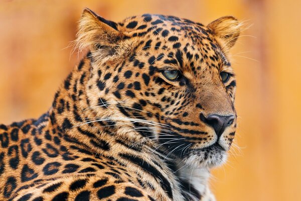 Portrait de léopard sur fond orange