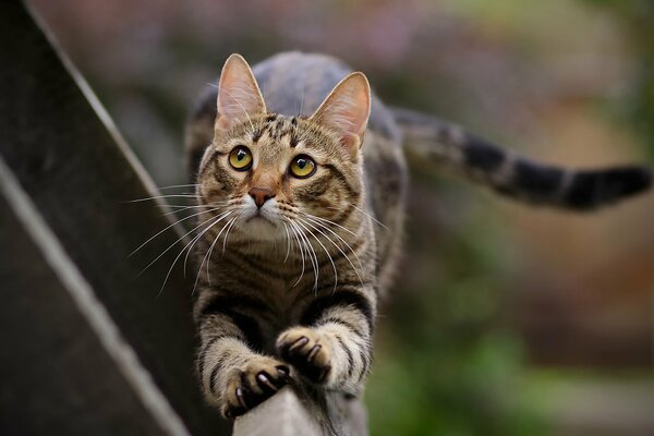 Gato vino garras para afilar