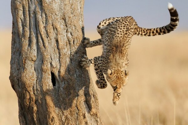 Guépard dans l habitat naturel