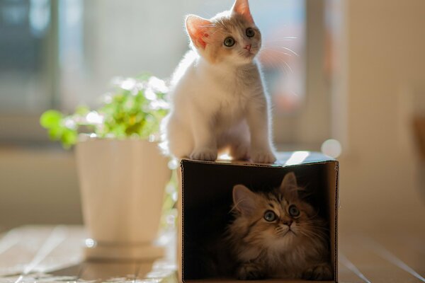 Gatito Margarita en una Caja cerca de una maceta