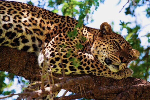 Un leopardo descansa en un árbol con su pata debajo de su cabeza