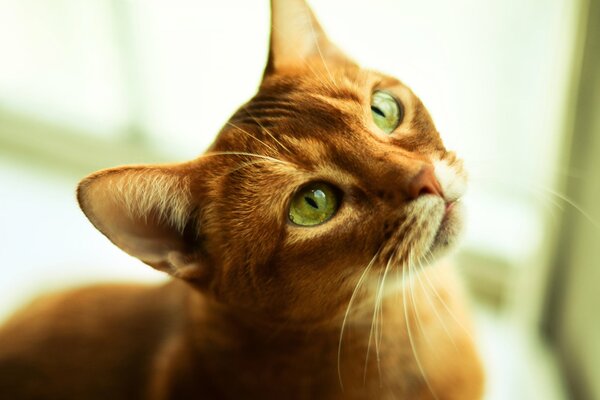 Gatto rosso con gli occhi verdi