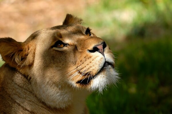 Photo of a lioness s muzzle in the shade