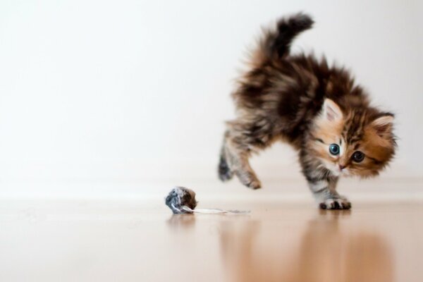 Verängstigtes Kätzchen spielt mit einem Ball