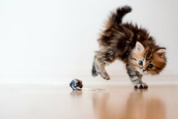 Gatito asustado juega con una pelota