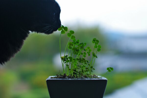 Schwarze Katze schnüffelt Blumen