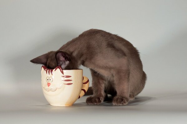 Eine Katze trinkt aus einer Tasse in Form einer Katze