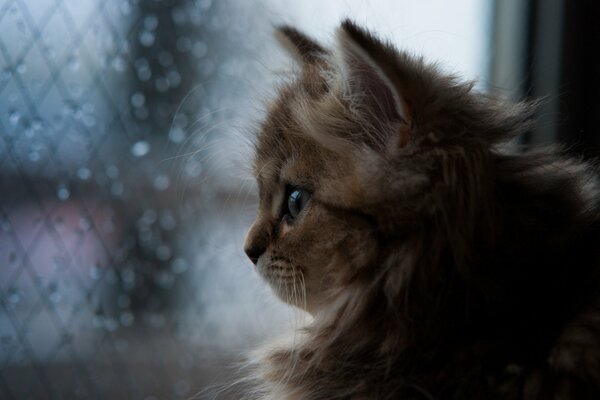 Gatito pelirrojo mirando por la ventana a las gotas de lluvia