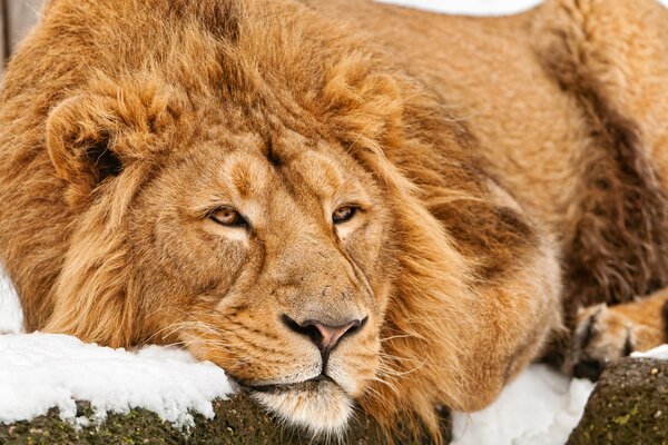 Ein junger Löwe liegt auf einem Schneestein