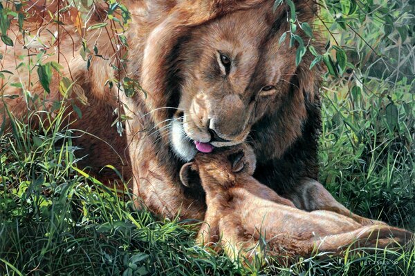 Löwenvater streichelt sein Baby