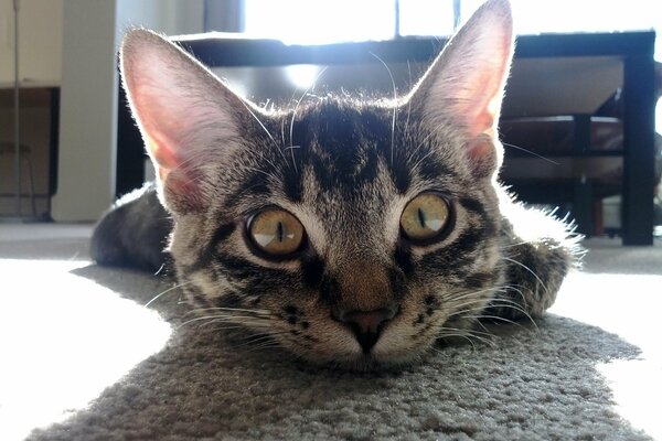 Chat tigre dans la chambre