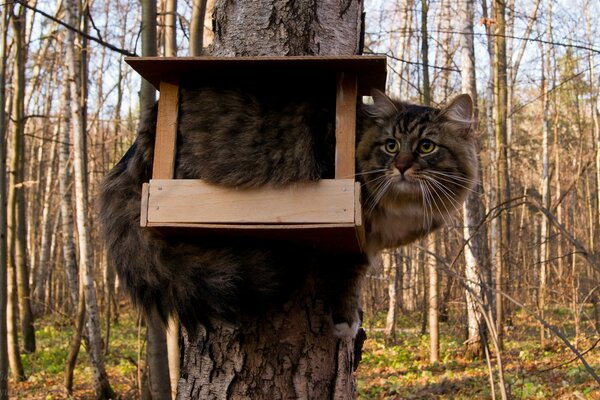 The cat has chosen a bird feeder