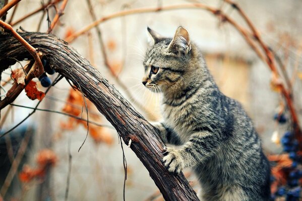 A gray kitten climbing a tree branch