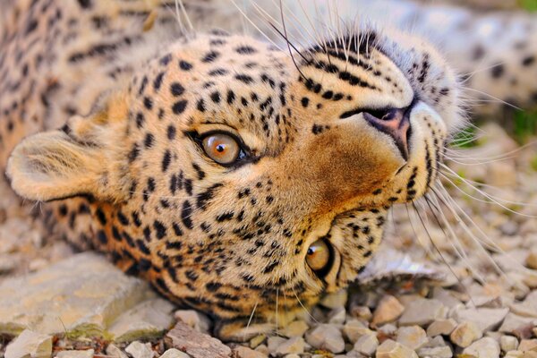El gato salvaje es un leopardo, se acuesta y descansa