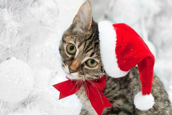 Katze im Weihnachtsmann-Kostüm