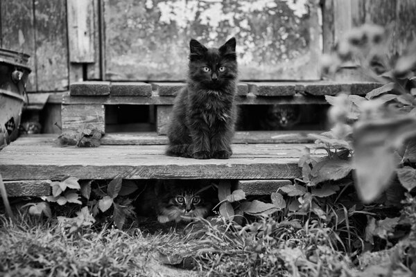 Chat dominateur assis sur le porche entouré de feuilles