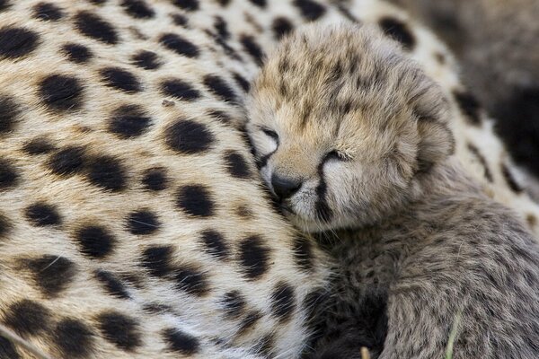 Cucciolo di ghepardo che dorme sulla mamma