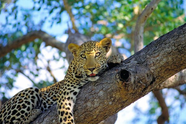 Ein gesprenkelter Leopard lag auf einem Ast