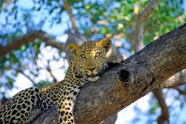 Пятнистый леопард залег на ветке дерева