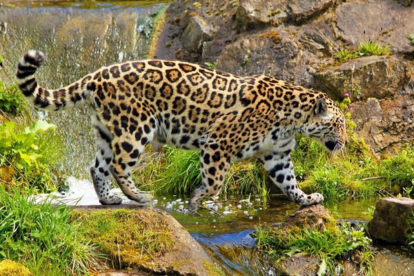 Jaguar came to the waterfall to get something