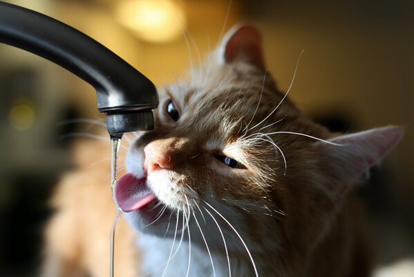 Red-haired cat drinks water from the tap